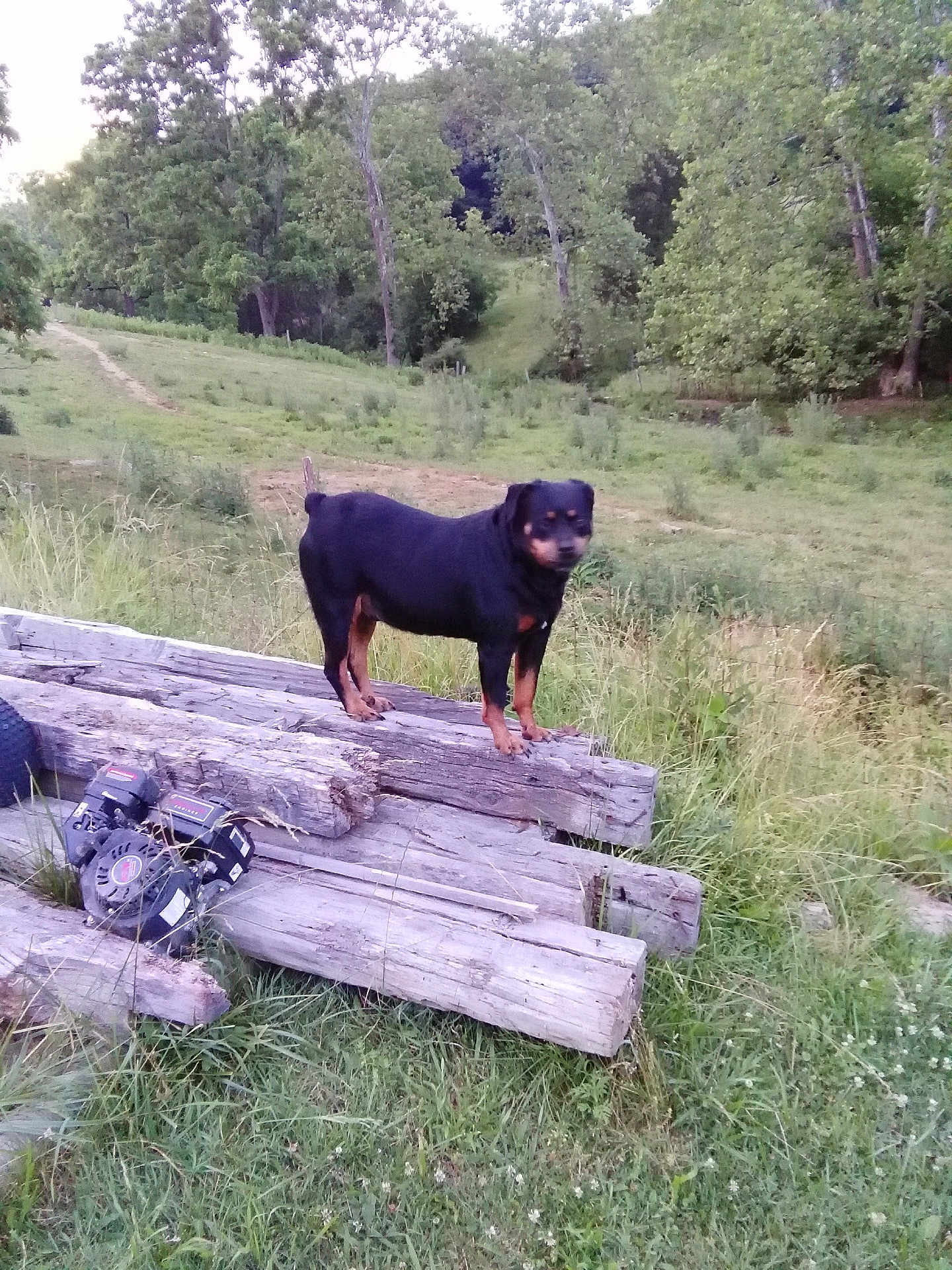 Max is registered to the contest to win money with this photo: dog, rottweiler, wood, logs, grass, field, trees, outdoor, nature, animal, pet, standing, greenery, rural, farm, canine, summer, daytime, grassland, forest