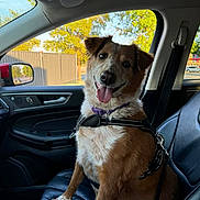 Maddie is registered to the contest to win money with this photo: dog, car, seat, harness, collar, window, trees, sunlight, tongue_out, happy, pet, animal, leather_seat, interior, vehicle, smiling, brown_and_white, sitting, daytime, side_mirror
