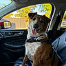dog, car, seat, harness, collar, window, trees, sunlight, tongue_out, happy, pet, animal, leather_seat, interior, vehicle, smiling, brown_and_white, sitting, daytime, side_mirror