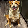 Maddie joined the competition — help win amazing prizes! dog, smiling, sitting, wooden_floor, indoor, kitchen, pumpkin, chair, happy, pet, fur, brown, white, tongue_out, domestic_animal, flooring, cabinet, tail, eyes, ears