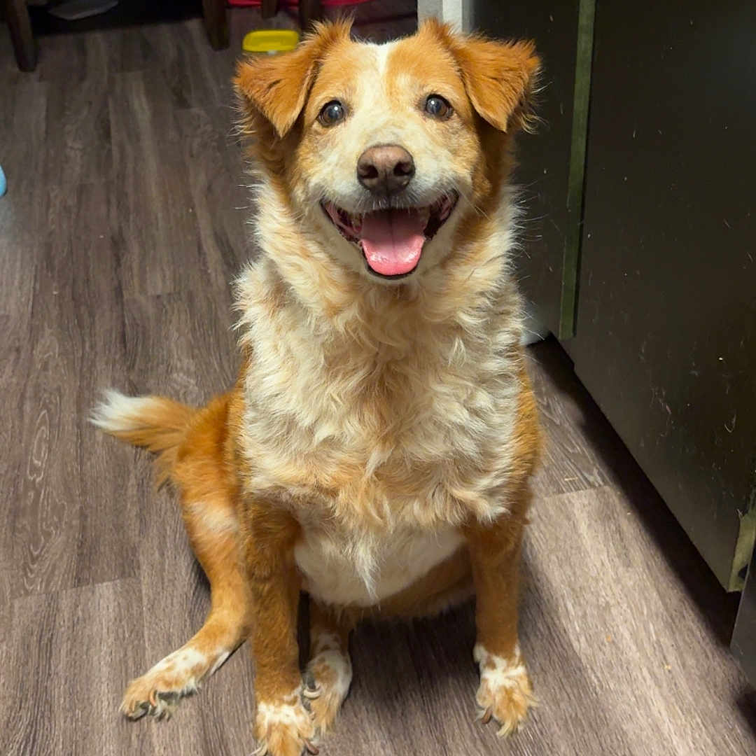 Maddie joined the competition — help win amazing prizes! dog, smiling, sitting, wooden_floor, indoor, kitchen, pumpkin, chair, happy, pet, fur, brown, white, tongue_out, domestic_animal, flooring, cabinet, tail, eyes, ears