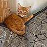 kitten, orange_cat, tabby, pet, cute, animal, feline, fur, paw, cushion, pattern, indoor, young, small, resting, curious, wall, cozy, domestic, fluffy