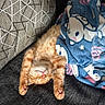 kitten, cat, orange_cat, sleeping, stretching, paws, blanket, blue_blanket, cartoon_pattern, couch, cushion, texture, sunlight, indoor, pet, feline, cozy, relaxation, nap, fur