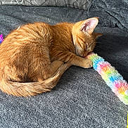 Wemby is registered to the contest to win money with this photo: kitten, cat, sleeping, orange_cat, furry, pet, toy, rainbow, colorful, couch, fabric, cozy, domestic_animal, paw, whiskers, resting, indoor, cute, feline, peaceful