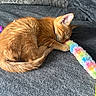 kitten, cat, sleeping, orange_cat, furry, pet, toy, rainbow, colorful, couch, fabric, cozy, domestic_animal, paw, whiskers, resting, indoor, cute, feline, peaceful