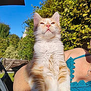 Mimi a rejoint le concours — aidez-le/la à gagner de superbes lots ! animal, blue_sky, cat, closeup, feline, fur, ginger_cat, greenery, happy, holding, nature, outdoor, person, pet, portrait, shoulder, summer, sunlight, whiskers, white_cat
