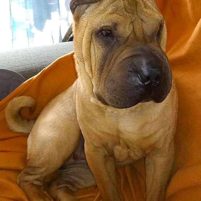 Leia a rejoint le concours — aidez-le/la à gagner de superbes lots ! ancient_dog_breeds, bullmastiff, canidae, carnivore, companion_dog, dog, dog_breed, fawn, korean_mastiff, mammal, non_sporting_group, ori_pei, shar_pei, skin, snout, vertebrate, wrinkle