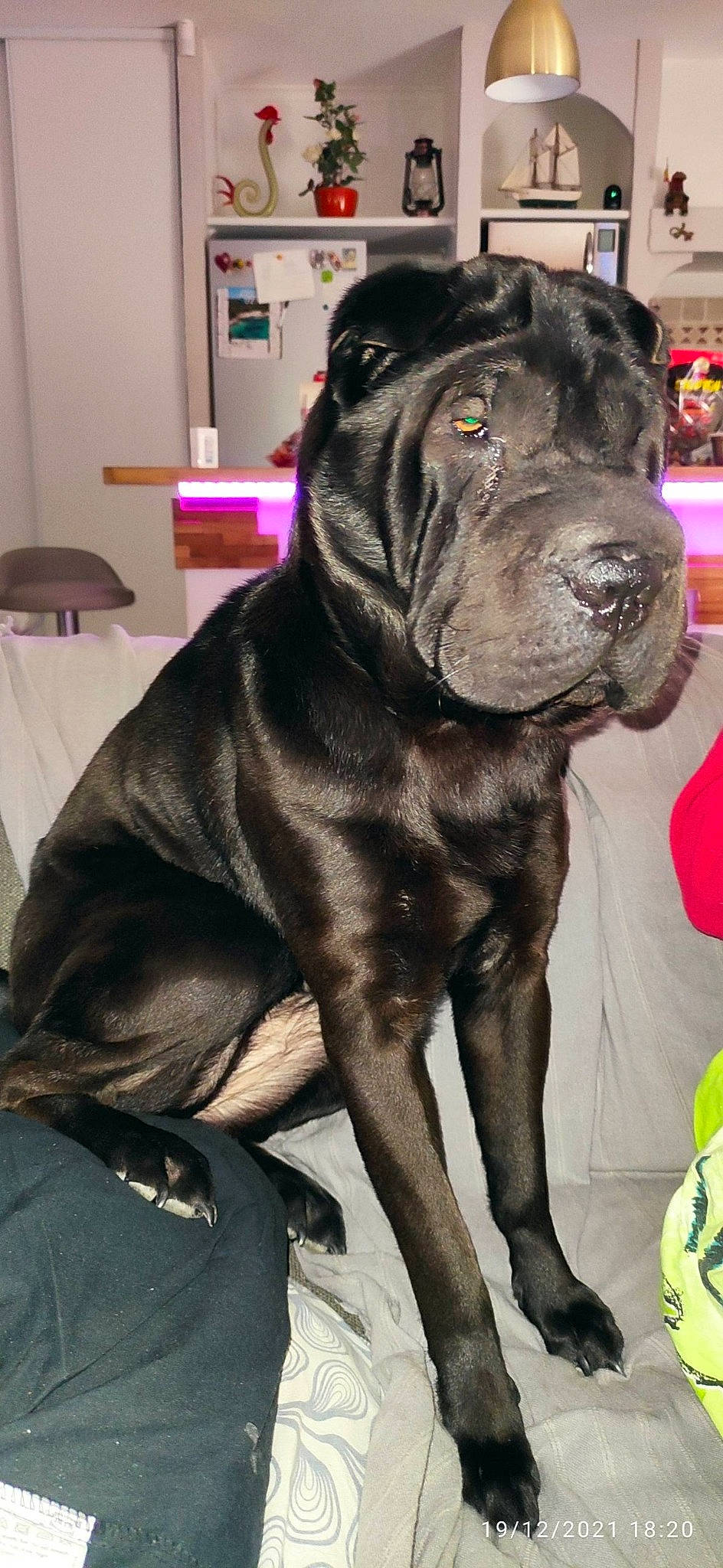 Chanel participe au concours pour gagner de l'argent avec cette photo : borador, carnivore, collar, companion_dog, dog, dog_breed, dog_collar, fawn, fur, giant_dog_breed, guard_dog, liver, molosser, snout, sporting_group, tail, terrestrial_animal, whiskers, working_animal, working_dog