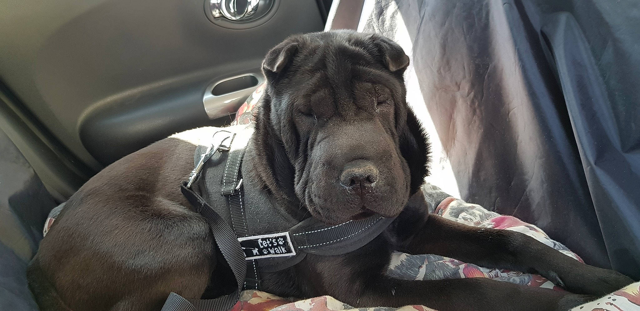 Chanel participe au concours pour gagner de l'argent avec cette photo : automotive_design, automotive_lighting, automotive_tire, car, carnivore, collar, companion_dog, dog, dog_breed, dog_collar, family_car, fawn, liver, personal_luxury_car, snout, sporting_group, steering_wheel, vehicle_door, whiskers, working_animal