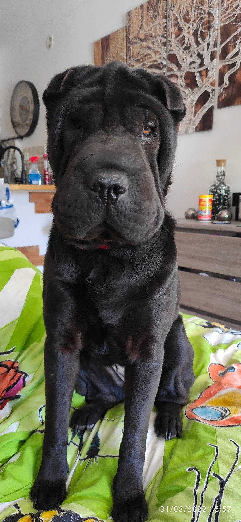 Chanel a rejoint le concours — aidez-le/la à gagner de superbes lots ! borador, bottle, canidae, carnivore, collar, companion_dog, dog, dog_breed, fawn, fur, gun_dog, liver, mechanical_fan, picture_frame, snout, sporting_group, terrestrial_animal, whiskers, working_animal, working_dog