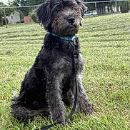 Bear is registered to the contest to win money with this photo: dog, grass, leash, outdoor, pet, canine, field, fence, collar, sitting, fur, nature, animal, park, house, tree, sky, daytime, curious, calm