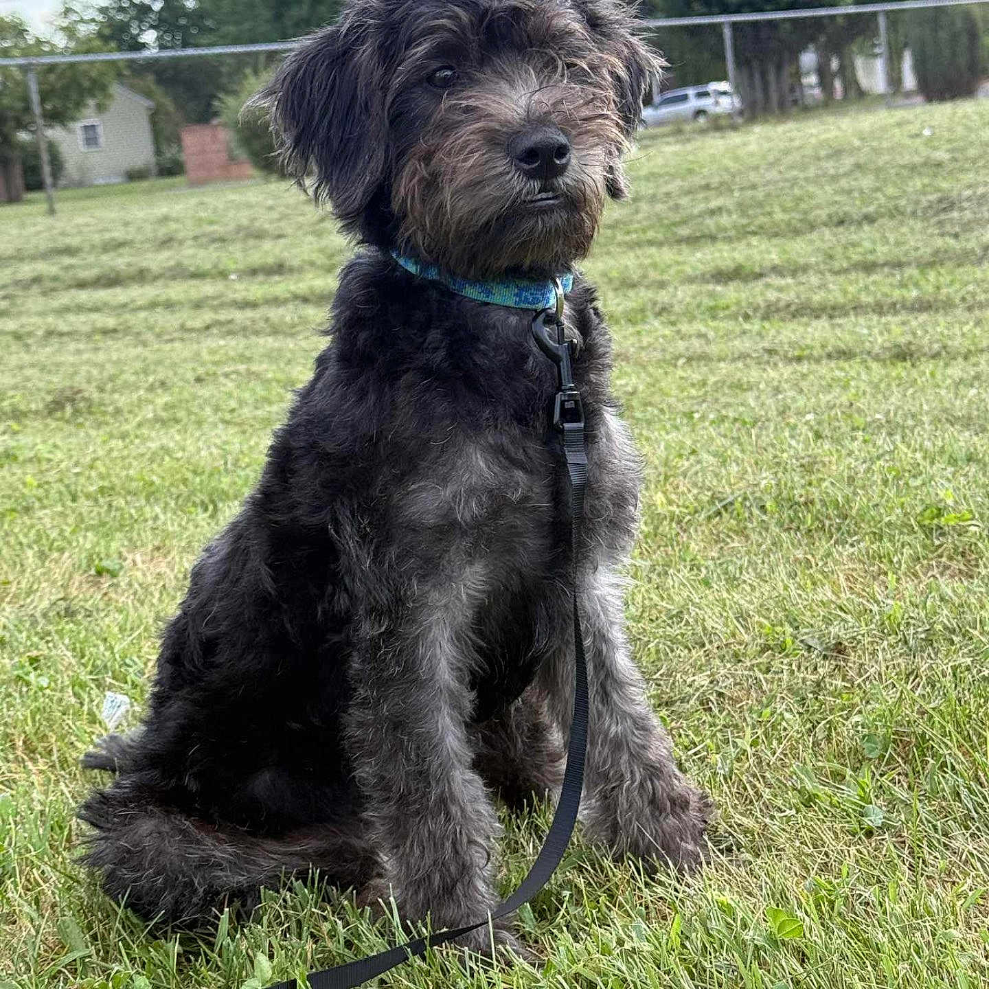 Bear is registered to the contest to win money with this photo: animal, calm, canine, collar, curious, daytime, dog, fence, field, fur, grass, house, leash, nature, outdoor, park, pet, sitting, sky, tree