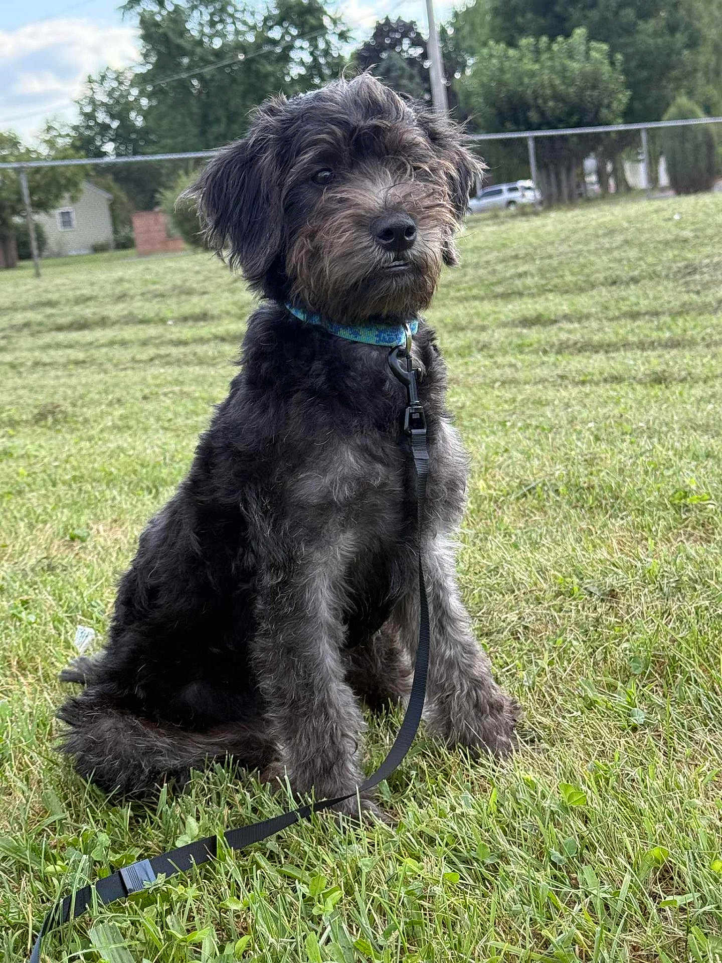 Bear is registered to the contest to win money with this photo: dog, grass, leash, outdoor, pet, canine, field, fence, collar, sitting, fur, nature, animal, park, house, tree, sky, daytime, curious, calm