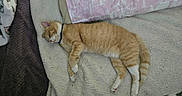 Tin Tin is registered to the contest to win money with this photo: blanket, cat, collar, comfort, cozy, cute, feline, fur, home, indoor, nap, orange_cat, pet, pillow, relaxed, resting, sleeping, soft_texture, striped, white_paws