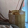 basket, blanket, cat, cozy, curious, curtain, feline, floor, home_interior, indoor, natural_light, orange_cat, pet_bed, quiet, relaxed, resting, shadow, texture, window, woven_basket