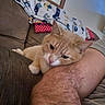 Tin Tin joined the competition — help win amazing prizes! animal, arm, blanket, cat, closeup, comfort, couch, domestic_cat, feline, fur, hairy_arm, indoor, living_room, orange_cat, person, pet, relaxed, resting, skin, white_cat