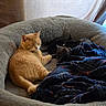 Tin Tin joined the competition — help win amazing prizes! animal, black_cat, blanket, cat, companion, cozy, cute, feline, fur, grey_cat, home, indoor, nap, orange_cat, pet_bed, relaxing, resting, sleeping, soft, warm