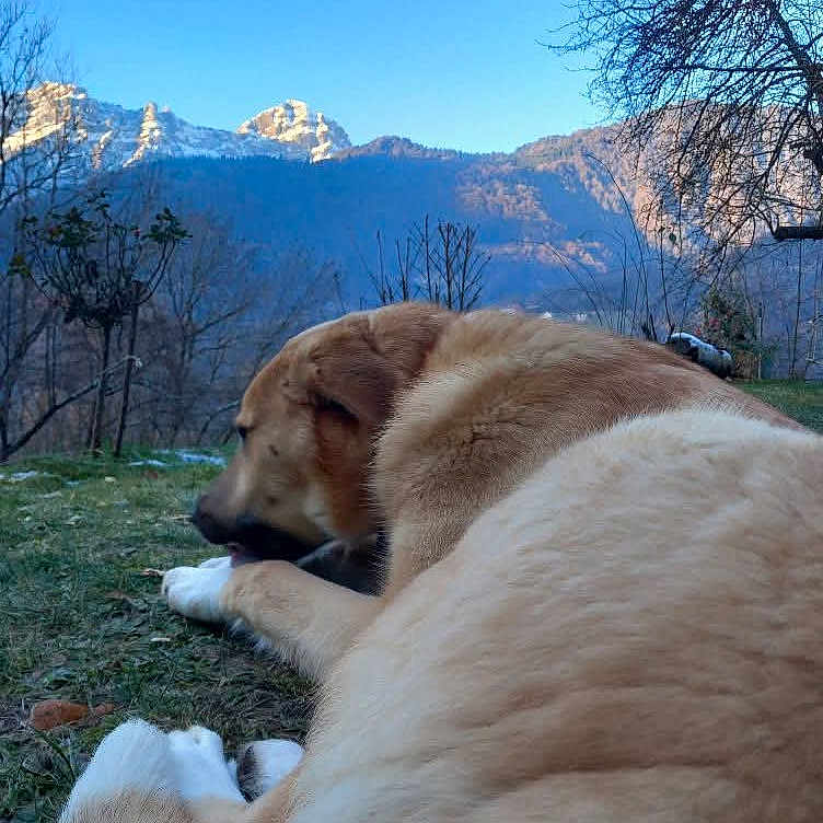 Ziko a rejoint le concours — aidez-le/la à gagner de superbes lots ! animal, canine, dog, goldenretriever, grass, grove, land, landscape, mountain, mountainrange, nature, outdoors, peak, pet, plant, rock, tree, vegetation, wilderness, woodland