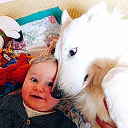 Vénus participe au concours pour gagner de l'argent avec cette photo : baby, dog, white_dog, child, pet, snuggle, quilt, toy, indoor, cuddle, friendship, cute, happy, face, fur, warm, comfort, closeup, portrait, playtime