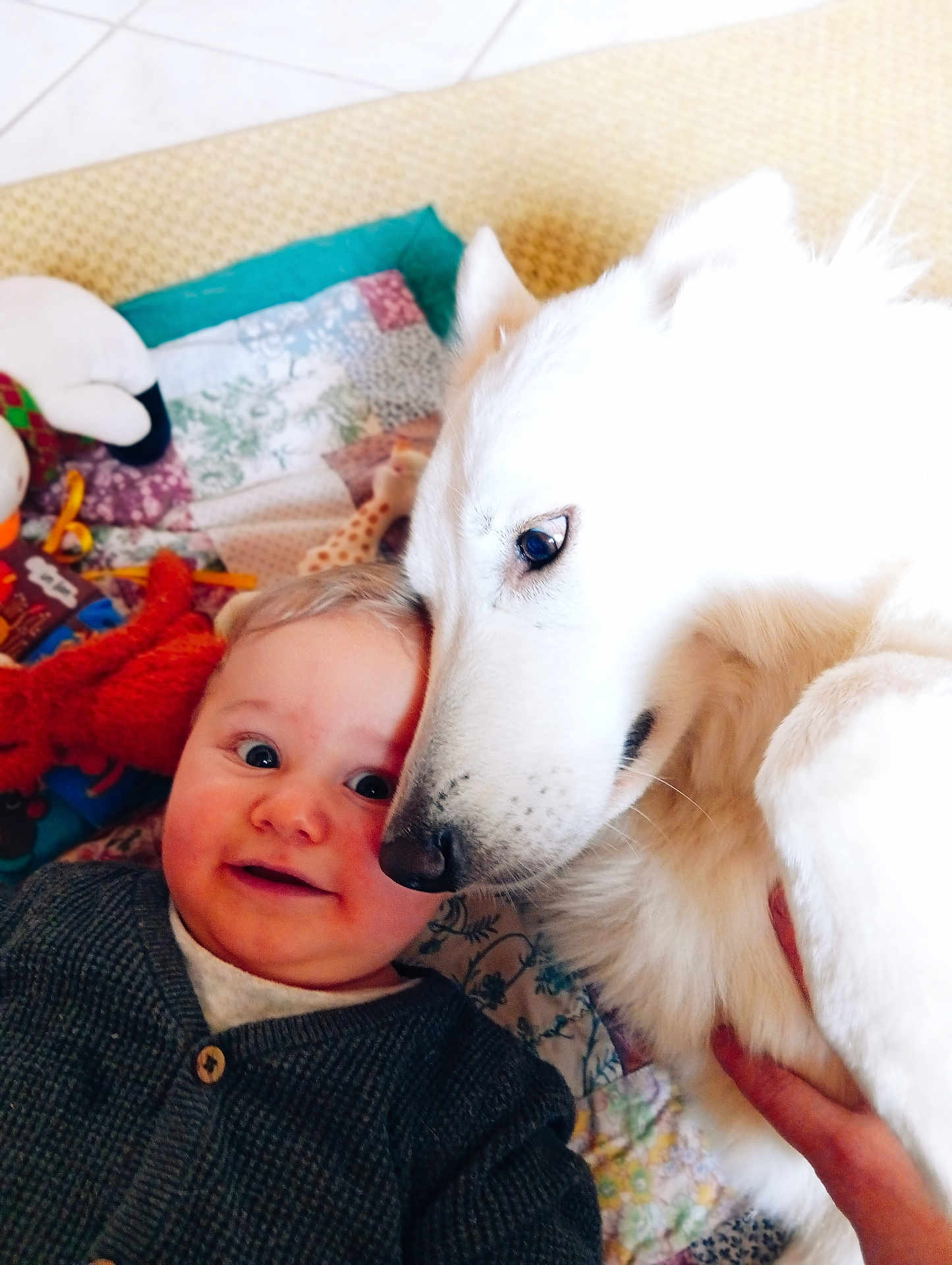Vénus participe au concours pour gagner de l'argent avec cette photo : baby, dog, white_dog, child, pet, snuggle, quilt, toy, indoor, cuddle, friendship, cute, happy, face, fur, warm, comfort, closeup, portrait, playtime