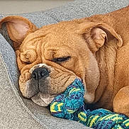 Théa participe au concours pour gagner de l'argent avec cette photo : animal, blanket, boxer, bulldog, canine, dog, dogbed, frenchbulldog, person, pet, pitbull, puppy, sleeping