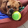 Théa participe au concours pour gagner de l'argent avec cette photo : animal, ball, boxer, bulldog, canine, couch, dog, football, frenchbulldog, furniture, indoors, interiordesign, pet, puppy, soccer, soccerball, sphere, sport, tennis, tennisball