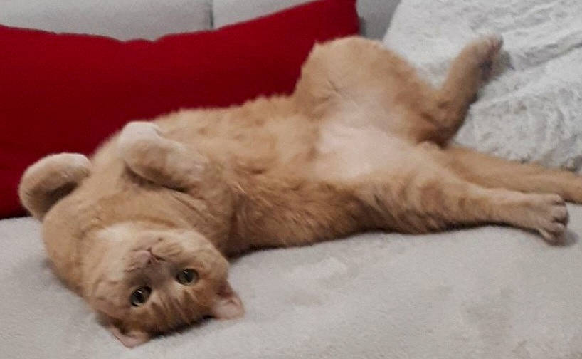 Shasta a rejoint le concours — aidez-le/la à gagner de superbes lots ! canidae, carnivore, cat, claw, comfort, dog_breed, domestic_short_haired_cat, duvet, fawn, felidae, fur, nap, paw, sleep, small_to_medium_sized_cats, snout, sporting_group, tail, terrestrial_animal, whiskers