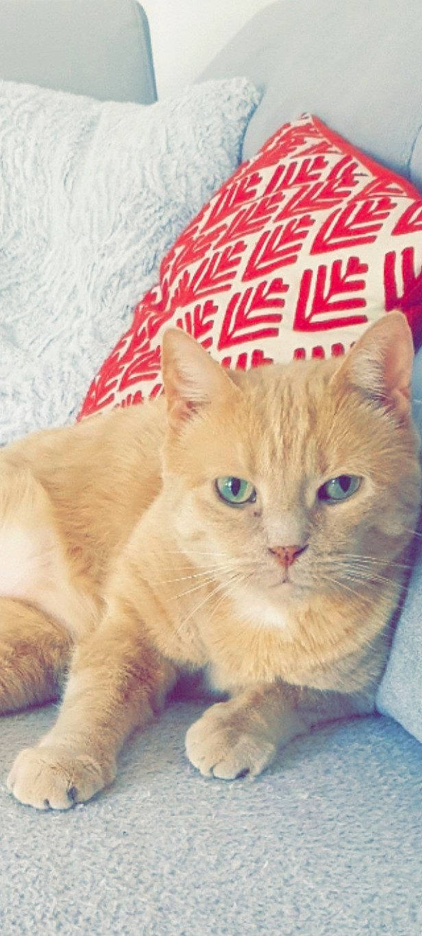 Shasta participe au concours pour gagner de l'argent avec cette photo : carnivore, cat, domestic_short_haired_cat, fawn, felidae, fur, paw, pet_supply, photo_caption, small_to_medium_sized_cats, snout, tail, terrestrial_animal, whiskers