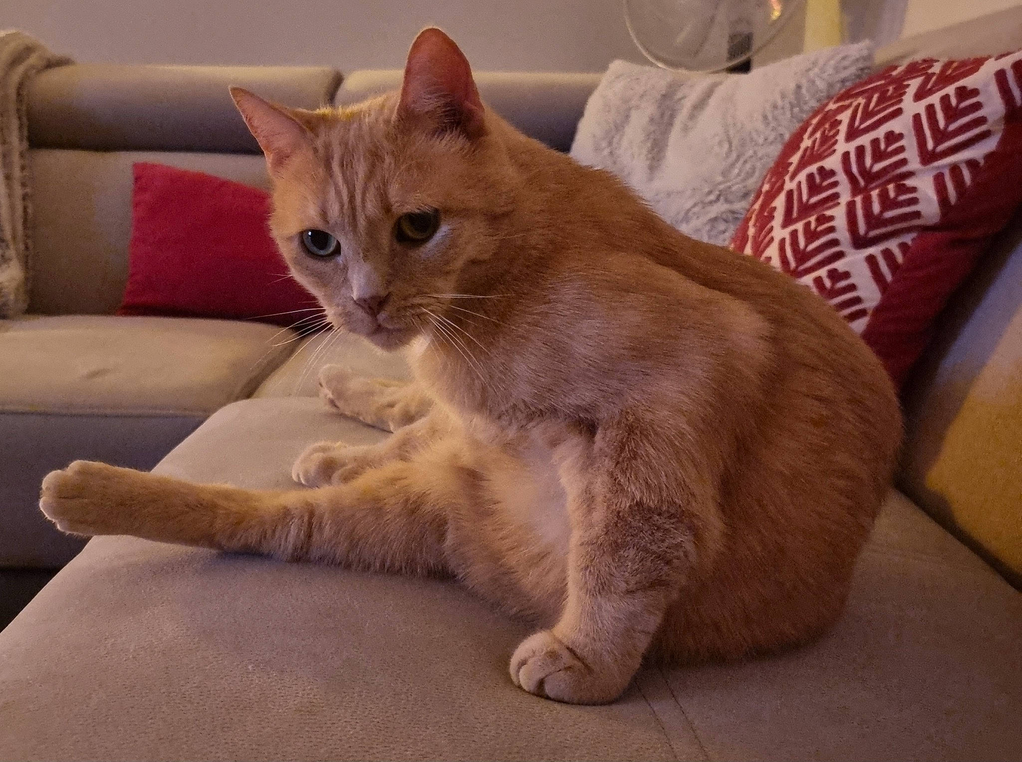 Shasta participe au concours pour gagner de l'argent avec cette photo : carnivore, cat, claw, comfort, couch, domestic_short_haired_cat, fawn, felidae, flooring, fur, hardwood, paw, sitting, small_to_medium_sized_cats, snout, tail, terrestrial_animal, whiskers