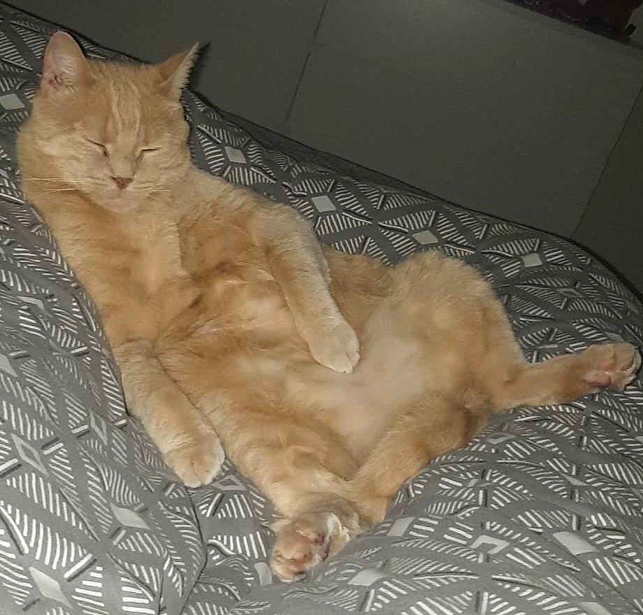 Shasta a rejoint le concours — aidez-le/la à gagner de superbes lots ! carnivore, cat, claw, comfort, domestic_short_haired_cat, fawn, felidae, flooring, foot, fur, hardwood, paw, small_to_medium_sized_cats, snout, tail, whiskers, wood