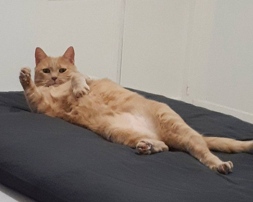 Shasta a rejoint le concours — aidez-le/la à gagner de superbes lots ! carnivore, cat, claw, comfort, domestic_short_haired_cat, fawn, felidae, flooring, foot, fur, hardwood, nap, paw, small_to_medium_sized_cats, tail, terrestrial_animal, whiskers, wood