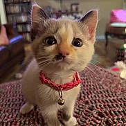 Puma is registered to the contest to win money with this photo: kitten, cat, pet, collar, bell, fur, whiskers, cute, indoor, closeup, texture, blanket, curious, animal, mammal, young, domestic, soft, eyes, face