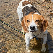 Copper is registered to the contest to win money with this photo: animal, beagle, brown, curious, dog, ears, face, fur, leash, nature, outdoor, pet, riverbed, rocks, stream, sunlight, tail, water, wet, white