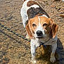 animal, beagle, brown, curious, dog, ears, face, fur, leash, nature, outdoor, pet, riverbed, rocks, stream, sunlight, tail, water, wet, white