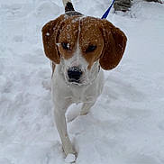 Copper is registered to the contest to win money with this photo: dog, beagle, snow, outdoor, leash, walking, pet, animal, white, brown, ears, fur, cold, winter, snowflakes, front_leg, tail, person_legs, boots, nature