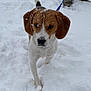 dog, beagle, snow, outdoor, leash, walking, pet, animal, white, brown, ears, fur, cold, winter, snowflakes, front_leg, tail, person_legs, boots, nature