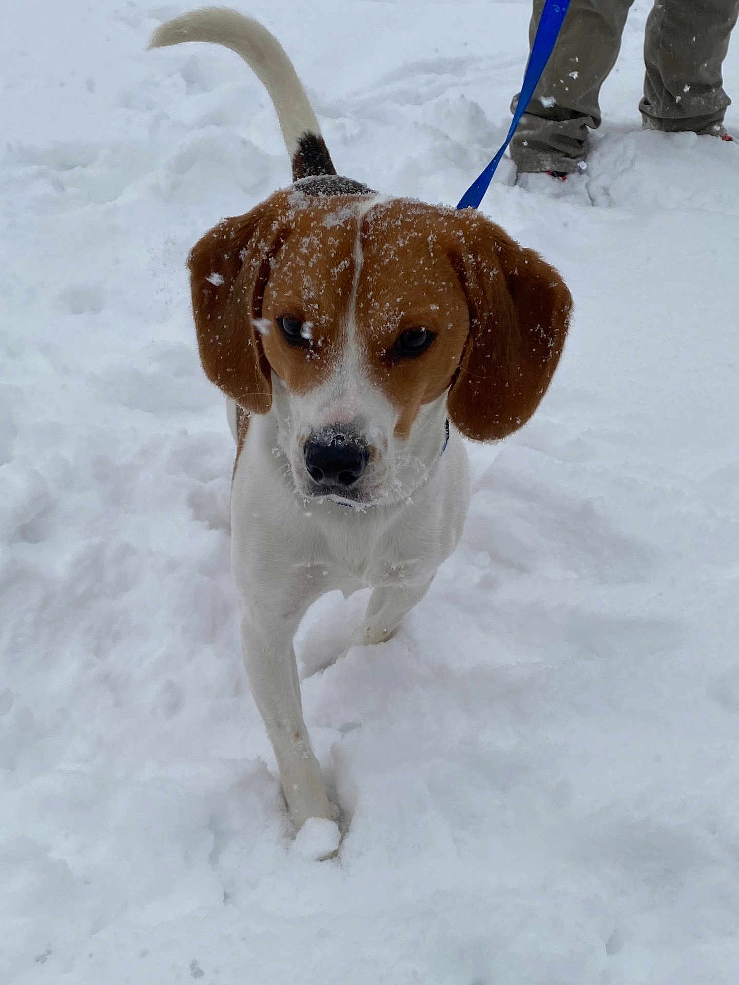 Copper is registered to the contest to win money with this photo: dog, beagle, snow, outdoor, leash, walking, pet, animal, white, brown, ears, fur, cold, winter, snowflakes, front_leg, tail, person_legs, boots, nature