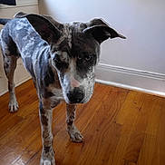 Muffin is registered to the contest to win money with this photo: dog, indoor, wooden_floor, window, curious, speckled_coat, pet, animal, ears, standing, brown_floor, white_wall, natural_light, canine, looking_down, four_legs, domestic, house, flooring, companion