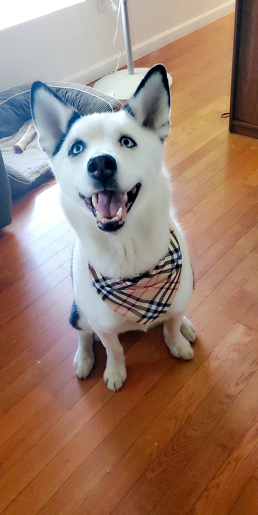 Poe is registered to the contest to win money with this photo: alaskan_malamute, ancient_dog_breeds, canidae, carnivore, companion_dog, dog, dog_breed, eye, head, kishu, korean_jindo_dog, labrador_husky, mammal, miniature_siberian_husky, nose, rare_breed_dog, sakhalin_husky, siberian_husky, snout, vertebrate