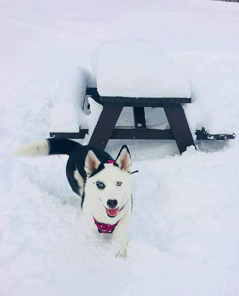 Poe is registered to the contest to win money with this photo: canidae, carnivore, dog, dog_breed, freezing, labrador_husky, rare_breed_dog, siberian_husky, sled_dog, snow, white, winter, winter_storm, working_dog