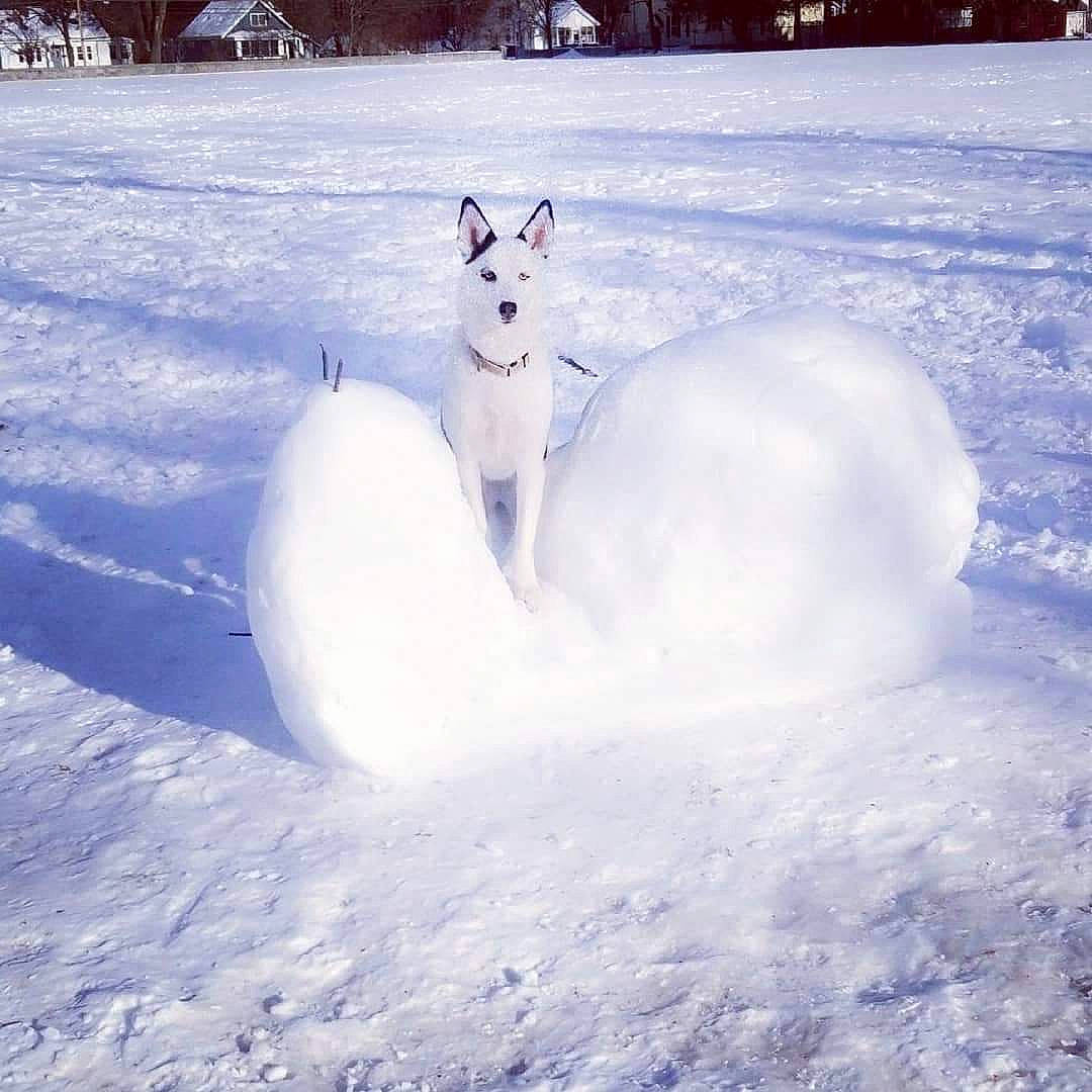 Poe joined the competition — help win amazing prizes! canidae, carnivore, cat, cloud, felidae, freezing, geological_phenomenon, playing_in_the_snow, sky, snow, tail, white_shepherd, winter