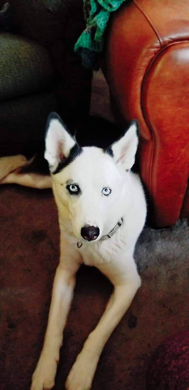 Poe is registered to the contest to win money with this photo: ancient_dog_breeds, canaan_dog, canidae, carnivore, dog, dog_breed, east_siberian_laika, kishu, korean_jindo_dog, labrador_husky, mammal, non_sporting_group, pungsan_dog, rare_breed_dog, sakhalin_husky, seppala_siberian_sleddog, siberian_husky, vertebrate, white_shepherd, wolfdog