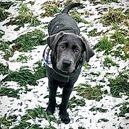 Blue joined the competition — help win amazing prizes! animal, black_dog, canine, coat, cold, curious, dog, ears, field, fur, grass, jacket, muzzle, nature, outdoor, pet, playful, snow, standing, winter