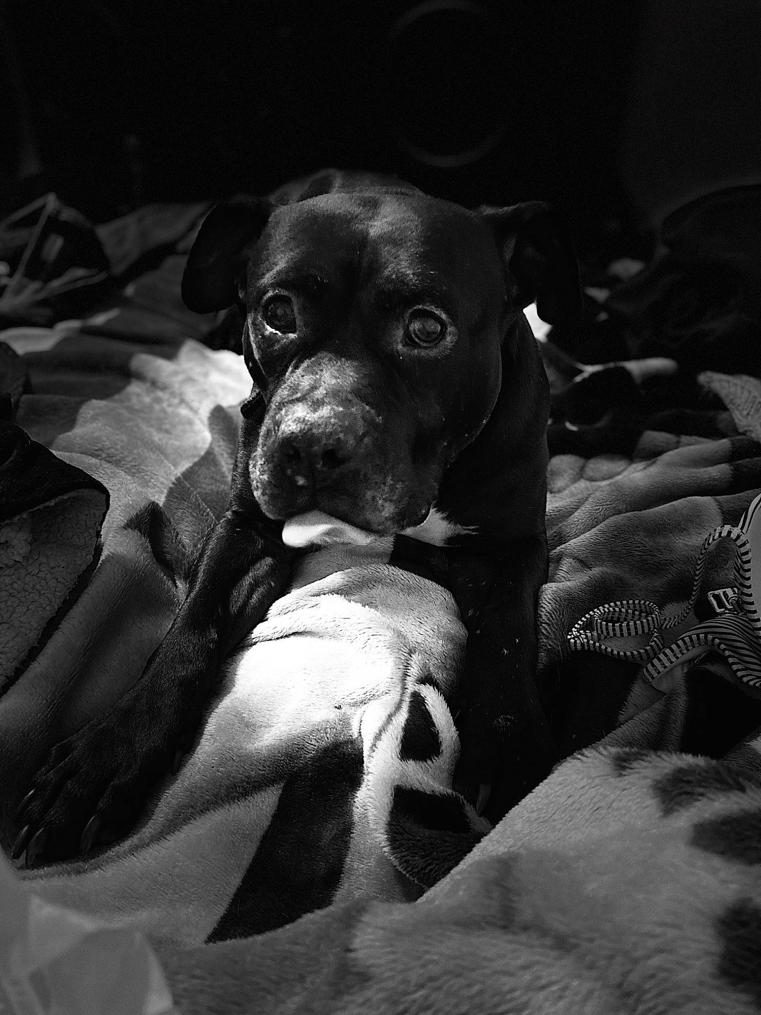 Jasper joined the competition — help win amazing prizes! american_pit_bull_terrier, american_staffordshire_terrier, black, black_and_white, canidae, carnivore, dog, dog_breed, ear, non_sporting_group, nose, pit_bull, pointer, puppy, snout, sporting_group