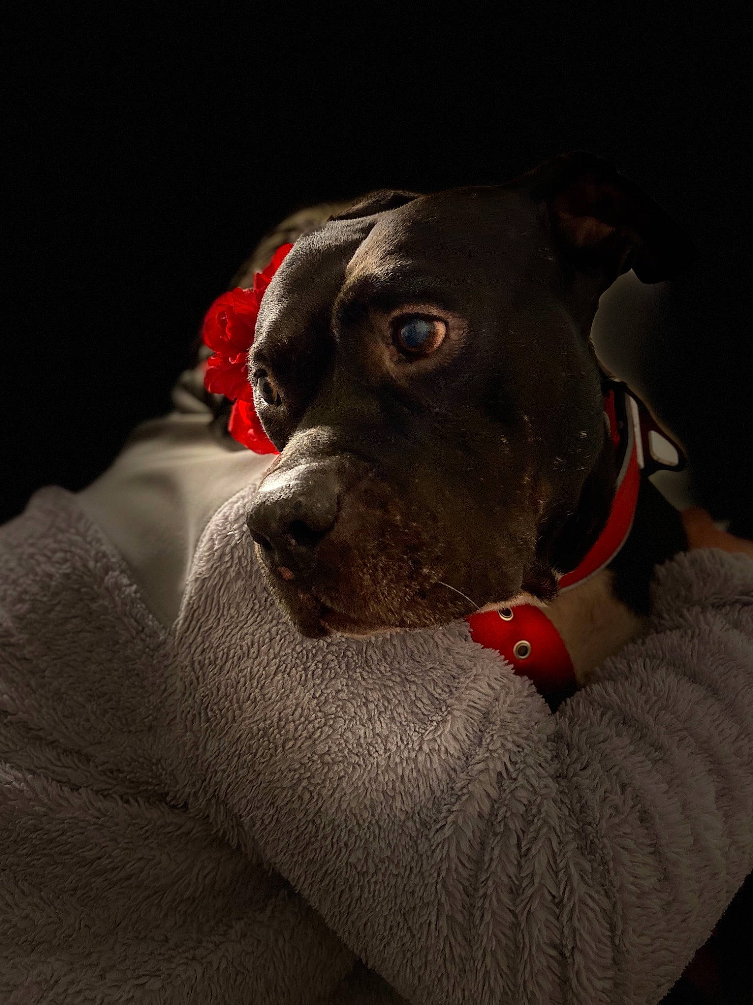 Jasper is registered to the contest to win money with this photo: canidae, carnivore, collar, dog, dog_breed, dog_collar, ear, pointer, red, snout, sporting_group, weimaraner