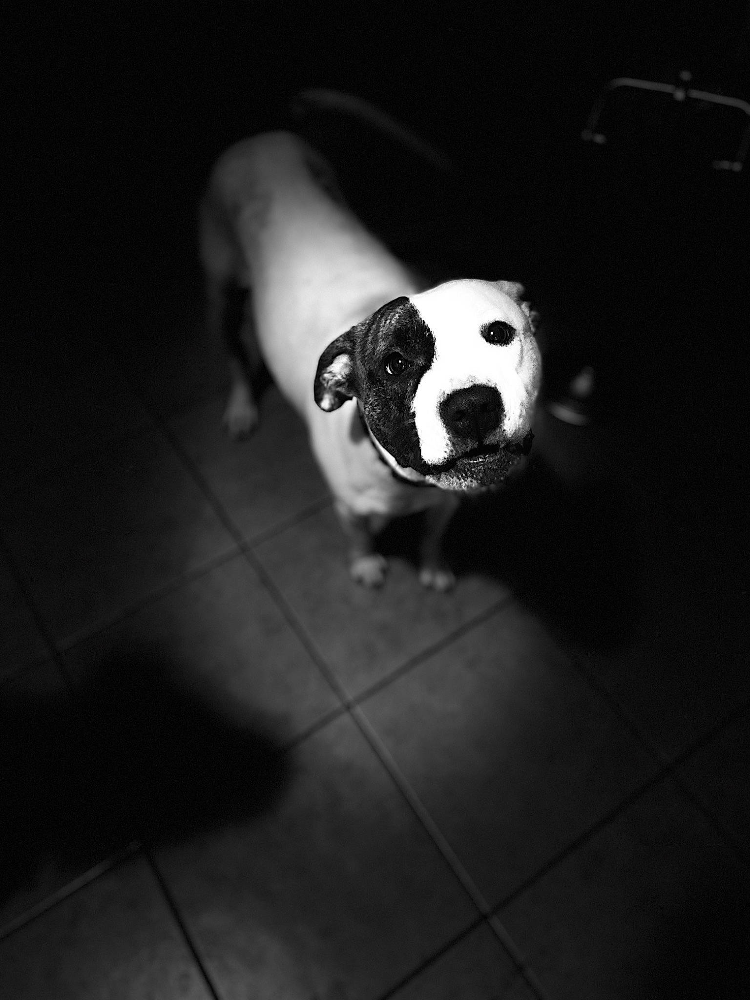 Roxy is registered to the contest to win money with this photo: black, black_and_white, canidae, carnivore, dalmatian, darkness, dog, dog_breed, monochrome, monochrome_photography, night, non_sporting_group, nose, photography, pit_bull, snout, style, white