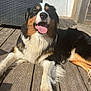 dog, outdoor, sunlight, wooden_deck, happy, tongue_out, fluffy_coat, black_brown_white_fur, relaxed, pet, canine, summer, resting, smiling, animal, close_up, daylight, home, furniture, wood