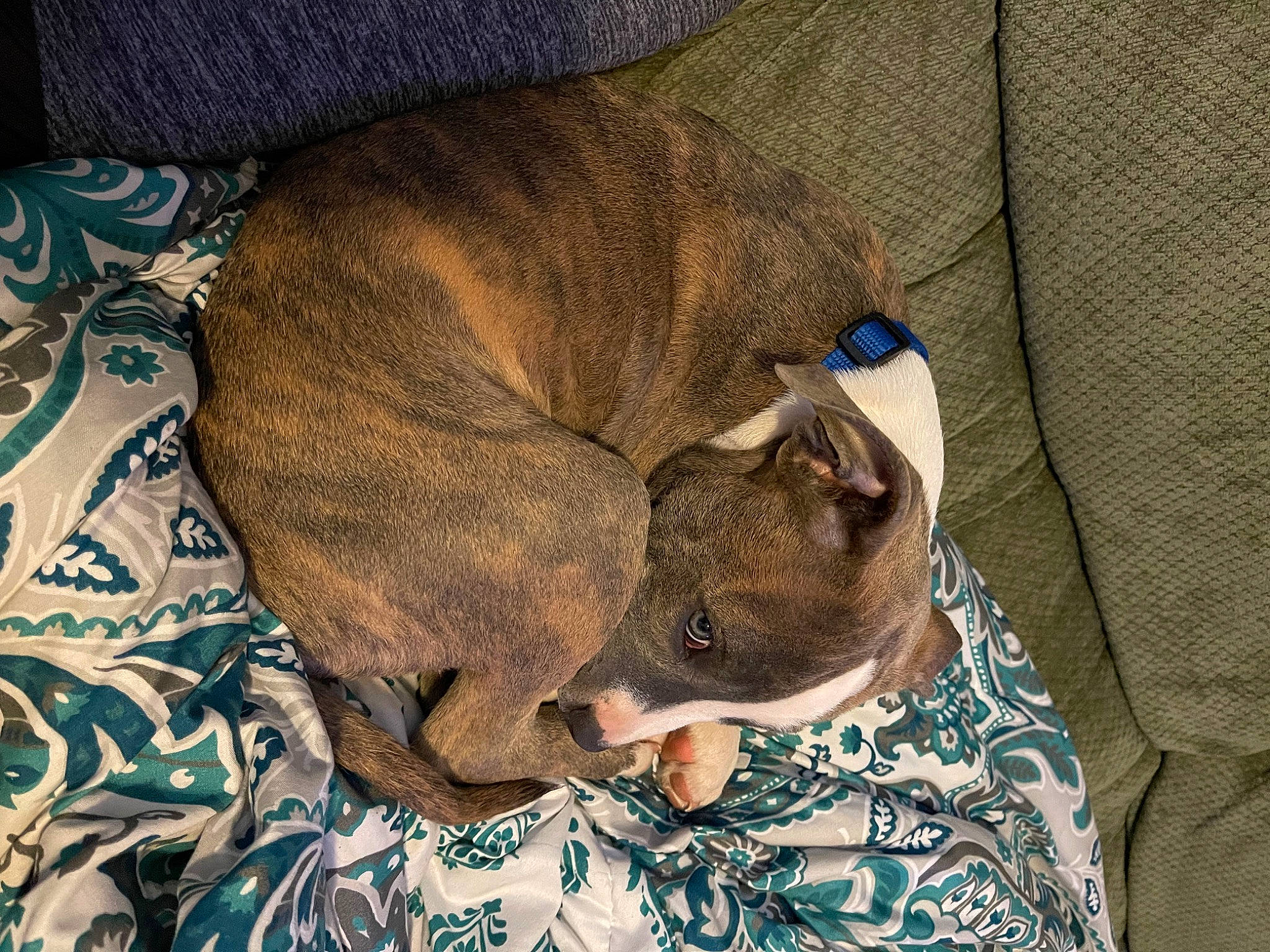 Blue joined the competition — help win amazing prizes! canidae, carnivore, comfort, companion_dog, dog, dog_breed, ear, fawn, felidae, fur, linens, liver, nap, sleep, snout, sporting_group, treeing_tennessee_brindle, whiskers, working_animal, wrinkle