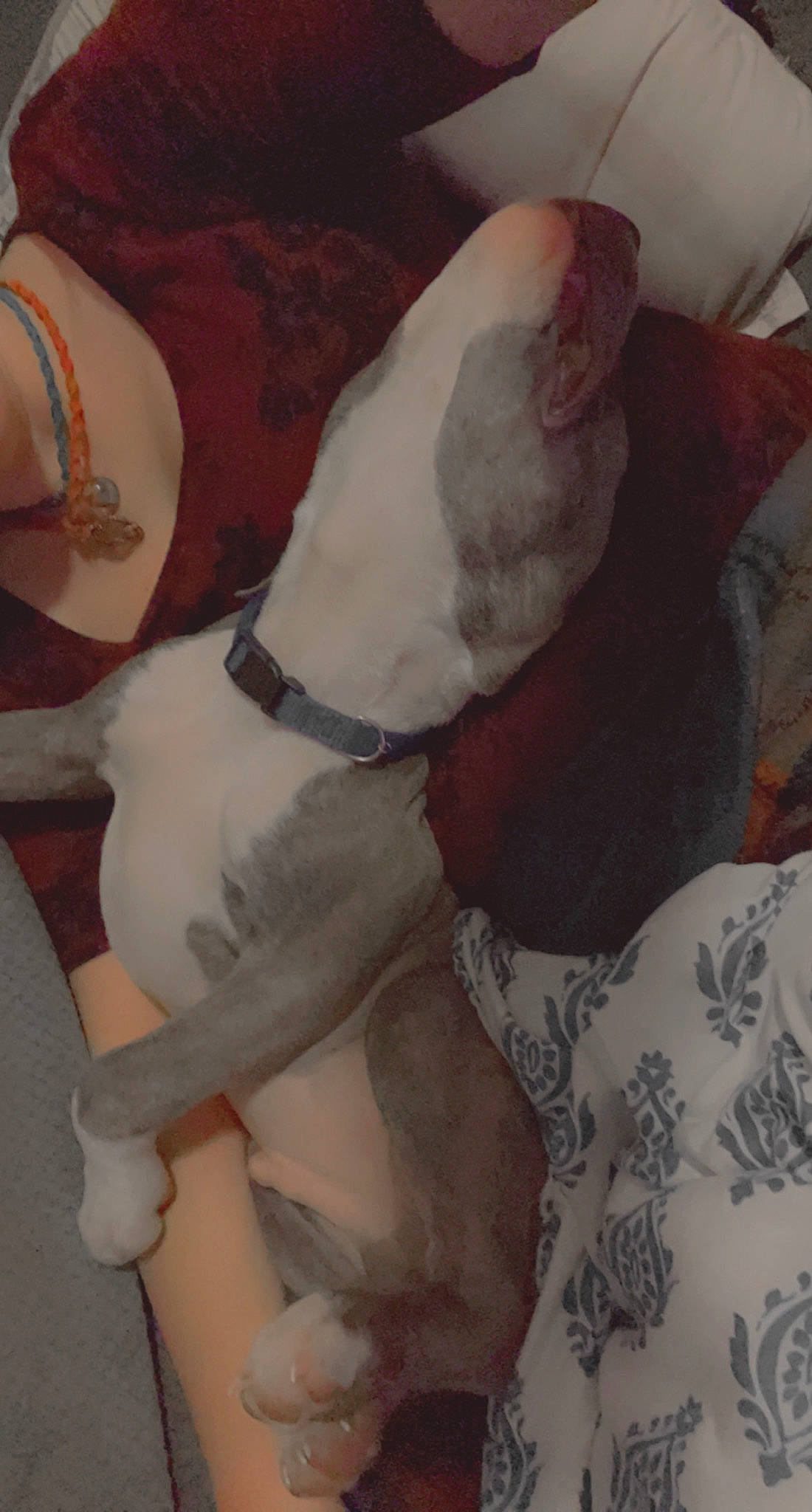 Blue is registered to the contest to win money with this photo: art, canidae, carmine, carnivore, collar, comfort, companion_dog, couch, dog, dog_breed, dog_collar, fawn, human_leg, knee, pattern, sporting_group, tail, thigh, trunk, working_animal