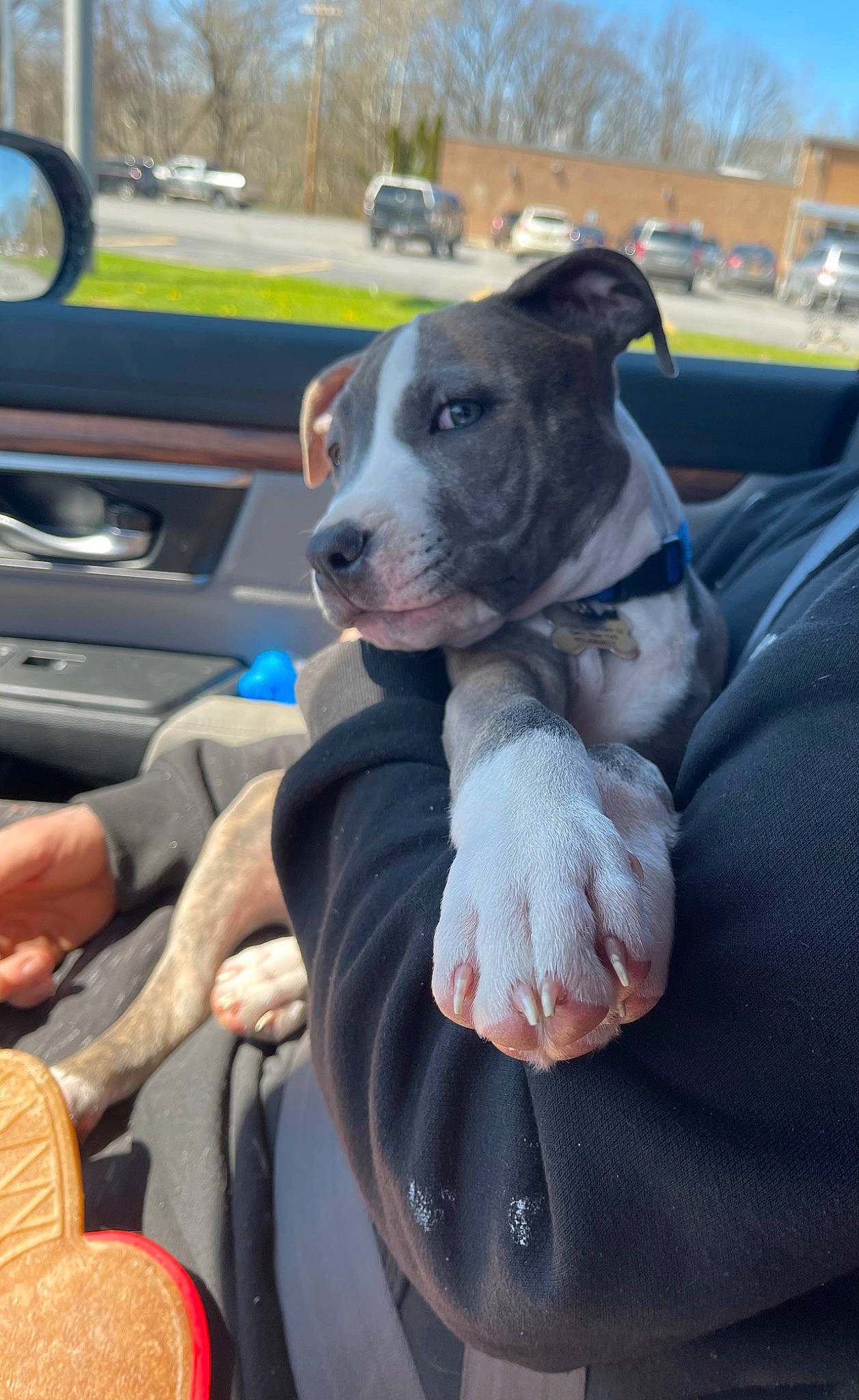 Blue joined the competition — help win amazing prizes! auto_part, automotive_exterior, canidae, car, car_seat_cover, carnivore, collar, companion_dog, dog, dog_breed, family_car, fawn, luxury_vehicle, motor_vehicle, sky, snout, steering_wheel, tree, vehicle, vehicle_door